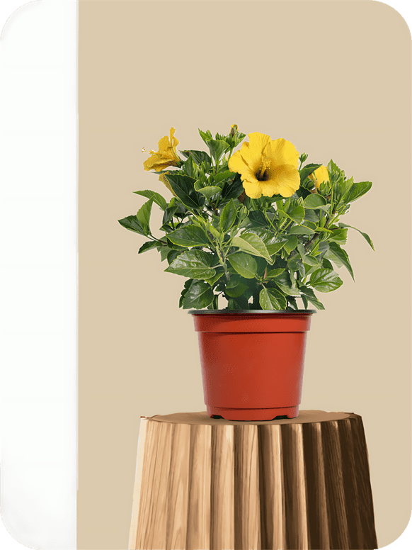 Jasud (hibiscus)