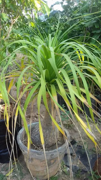 Ponytail Palm